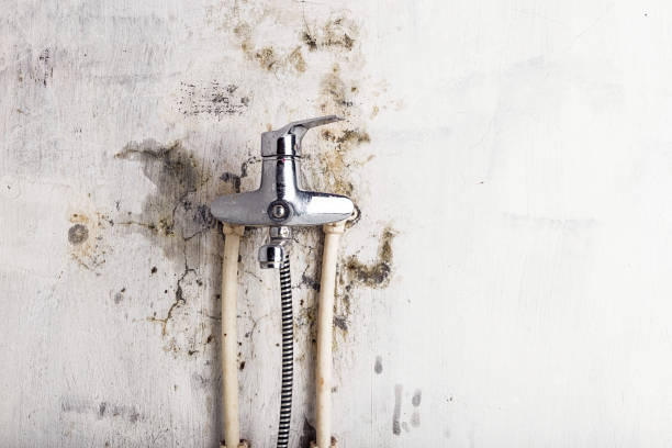 Best Commercial Mold Removal  in Weldon, CA