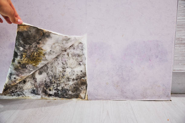 Best Residential Mold Removal  in Weldon, CA